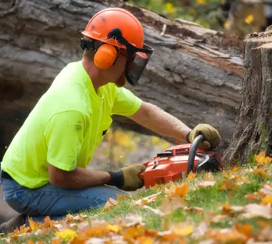 tree services Harrisville